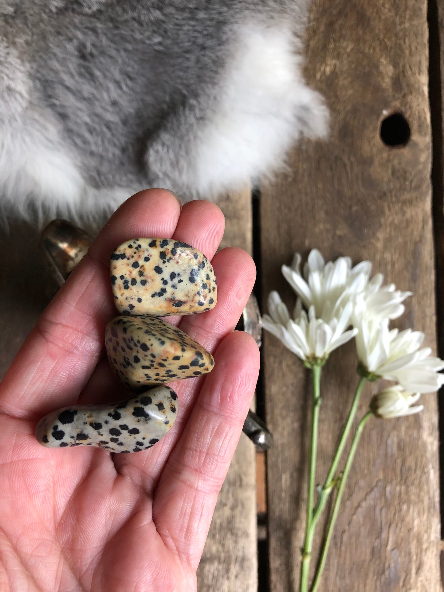 Dalmatian Jasper tumbled stones lay in hand over aged wood, grey fur and white flowers