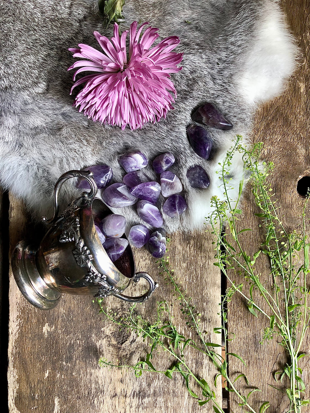 Purple Amethyst tumbled stones spill out of antique silver bowl onto fur, aged wood, framed with green and pink foliage